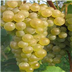 winogrona seyval blanc